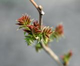 Sorbaria sorbifolia