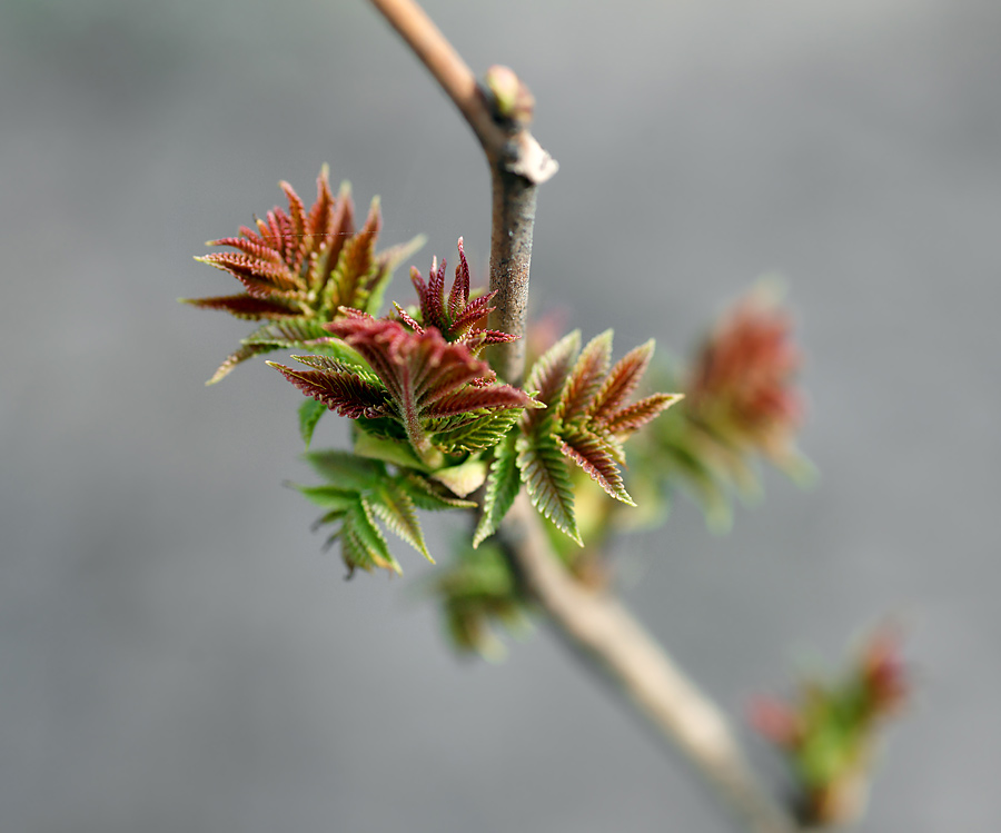 Image of Sorbaria sorbifolia specimen.