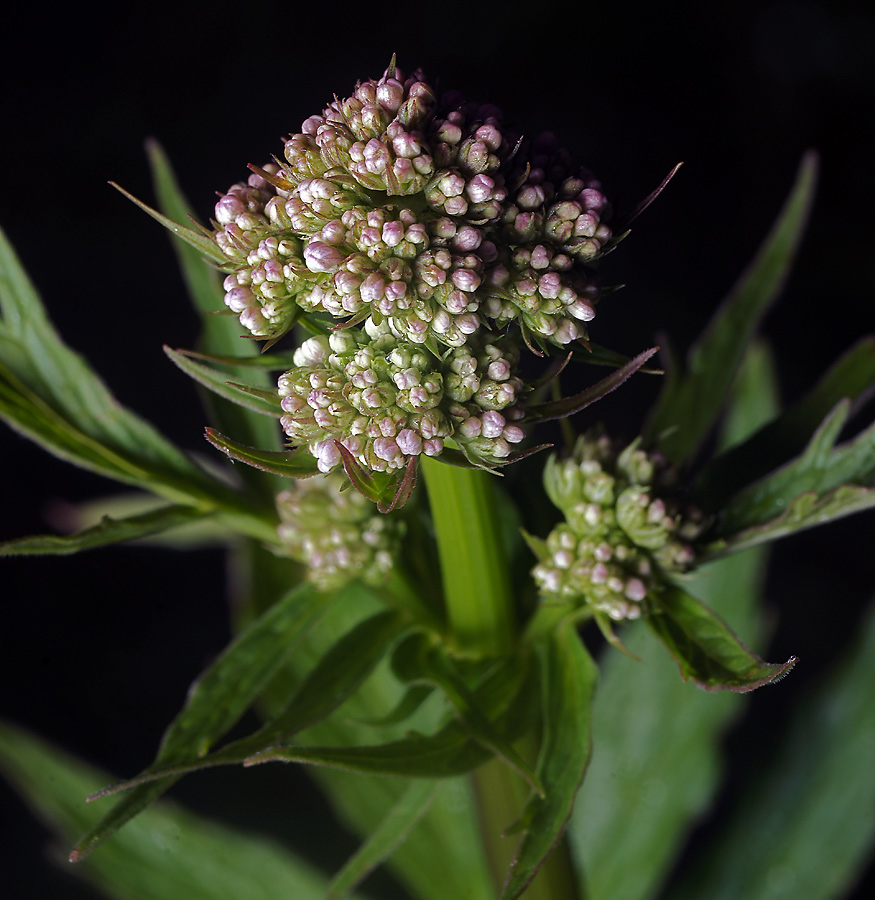 Image of genus Valeriana specimen.