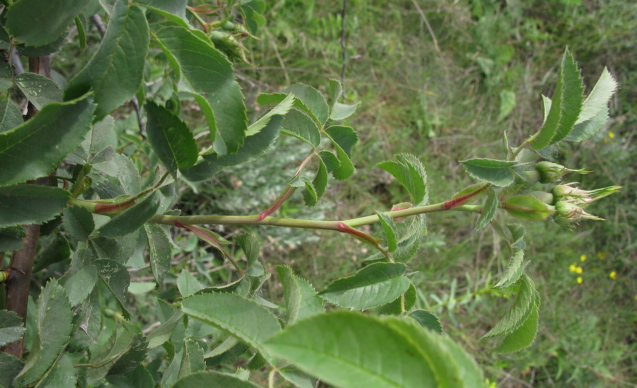 Image of Rosa podolica specimen.