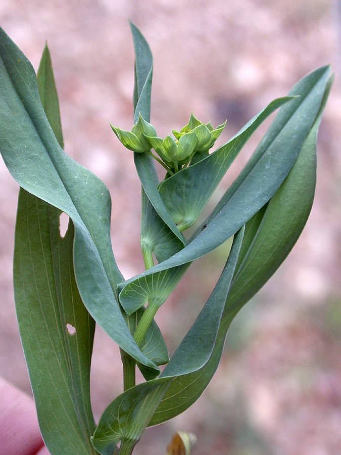 Image of Bupleurum lancifolium specimen.