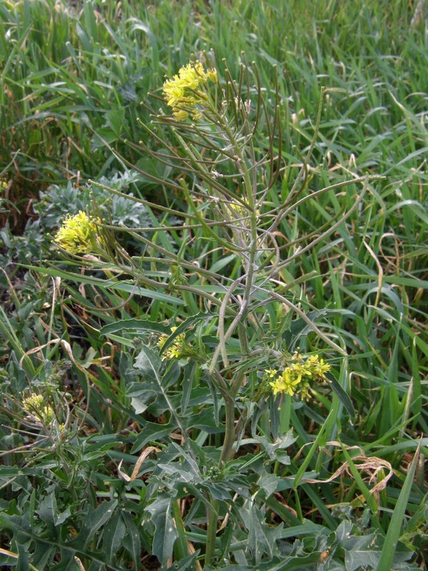 Image of Sisymbrium irio specimen.