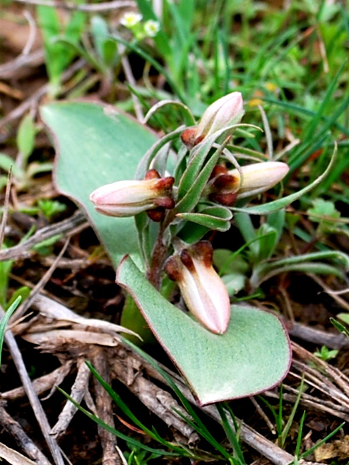 Изображение особи Rhinopetalum stenantherum.