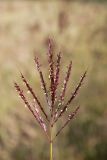 Bothriochloa ischaemum
