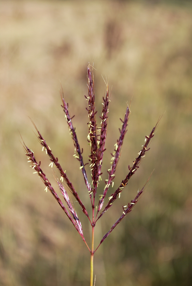 Image of Bothriochloa ischaemum specimen.