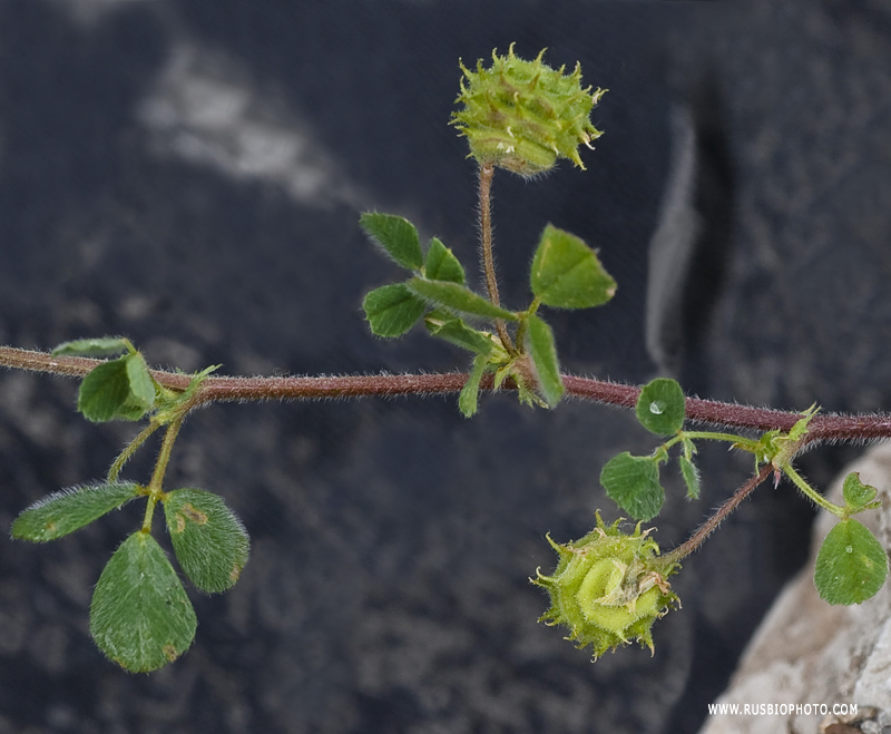 Изображение особи Medicago rigidula.