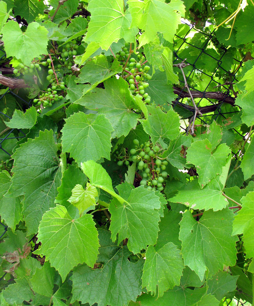 Image of Vitis vinifera specimen.