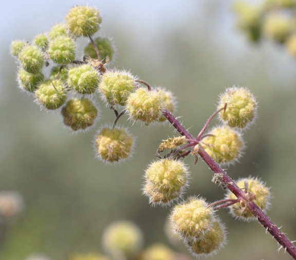Image of Urtica pilulifera specimen.