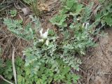 Astragalus scaberrimus