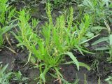 Rumex maritimus. Цветущее растение. Украина, Хмельницкая обл., Красиловский р-н, с. Терешки, влажный луг. 28.07.2010.