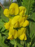 Lathyrus pratensis