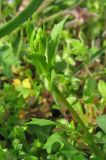 Calepina irregularis. Верхушка побега. Крым, Карадагский заповедник, биостанция. 3 апреля 2013 г.