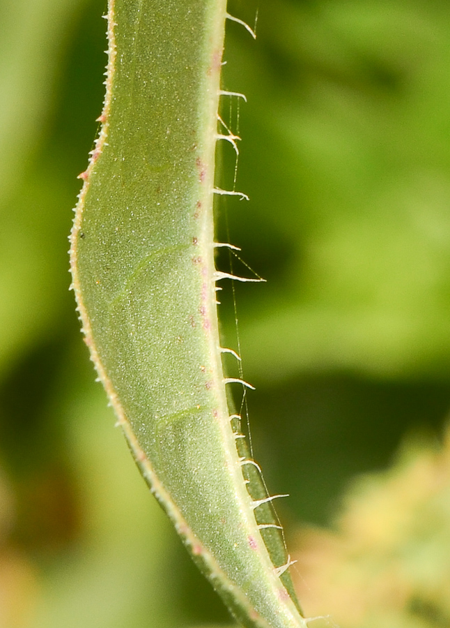Image of Cichorium endivia specimen.