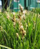 Carex praecox