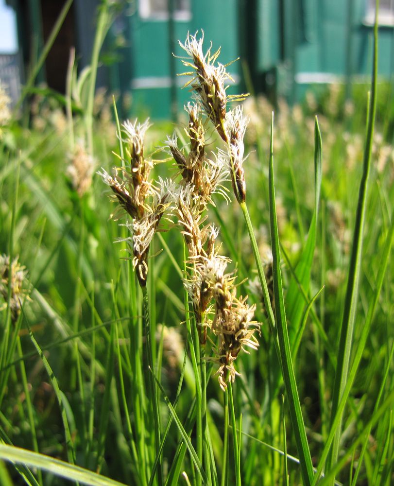 Image of Carex praecox specimen.