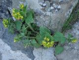 Scrophularia chrysantha. Цветущее растение. Армения, Вайоц Дзор, Джермук. 03.05.2013.