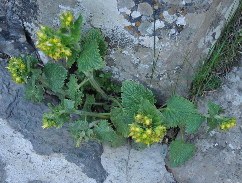 Image of Scrophularia chrysantha specimen.