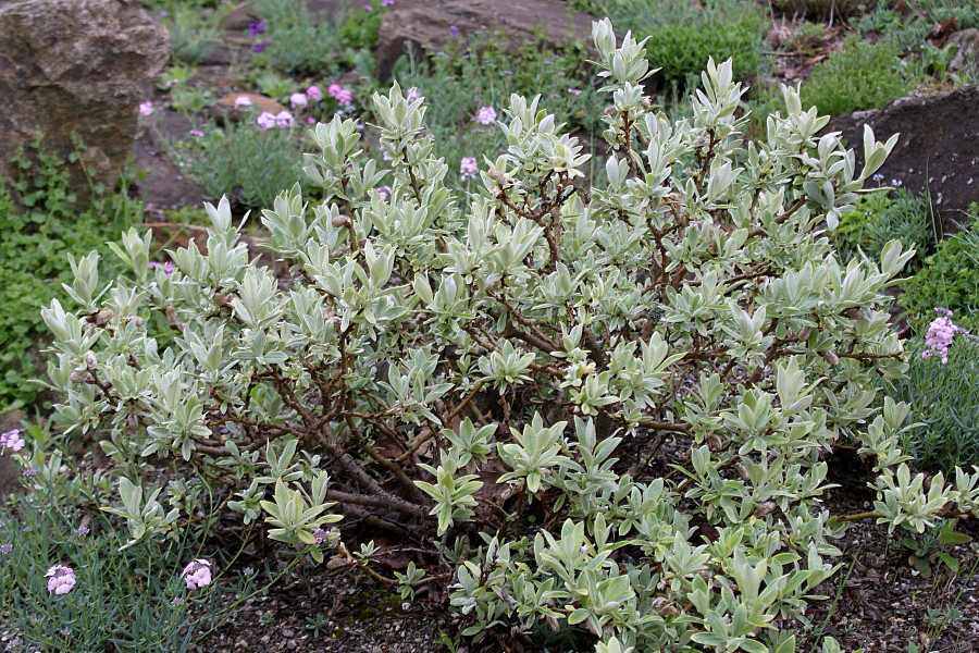 Image of Salix helvetica specimen.