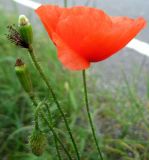 Papaver rhoeas