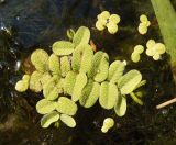 Salvinia natans