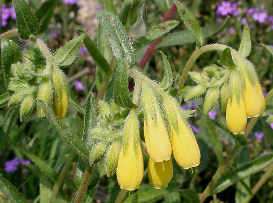Image of Onosma stellulata specimen.