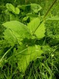 Cirsium waldsteinii