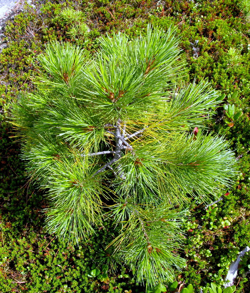 Image of Pinus sibirica specimen.