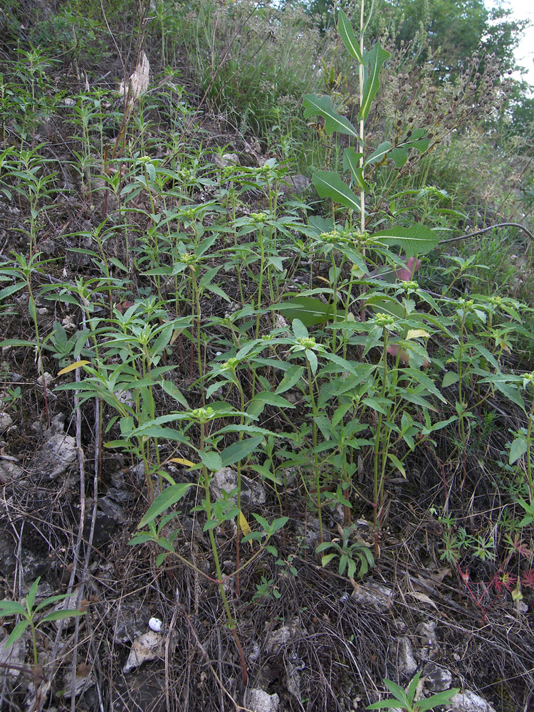 Изображение особи Euphorbia davidii.