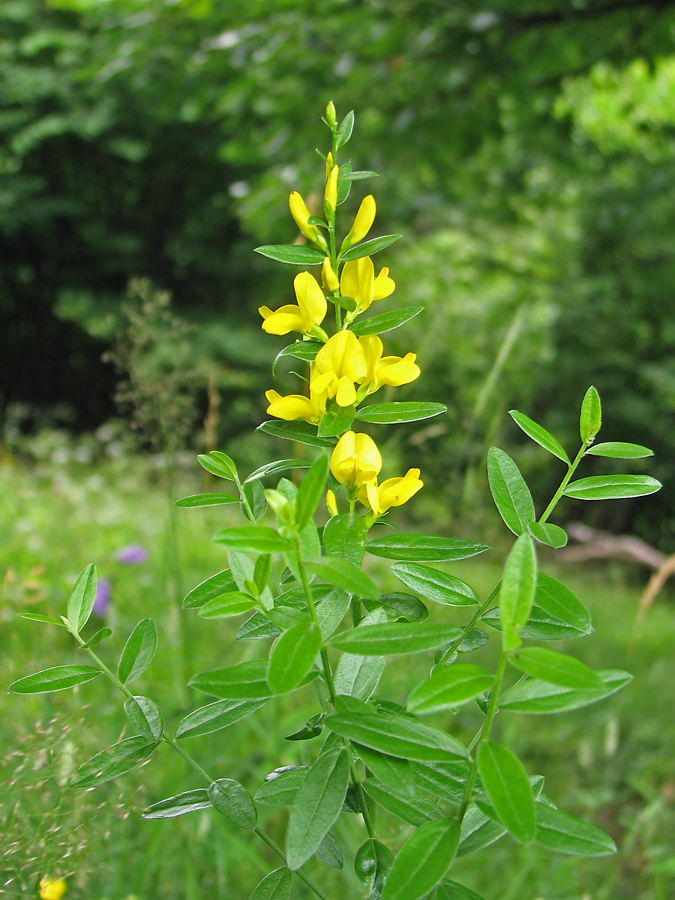 Image of Genista tinctoria specimen.