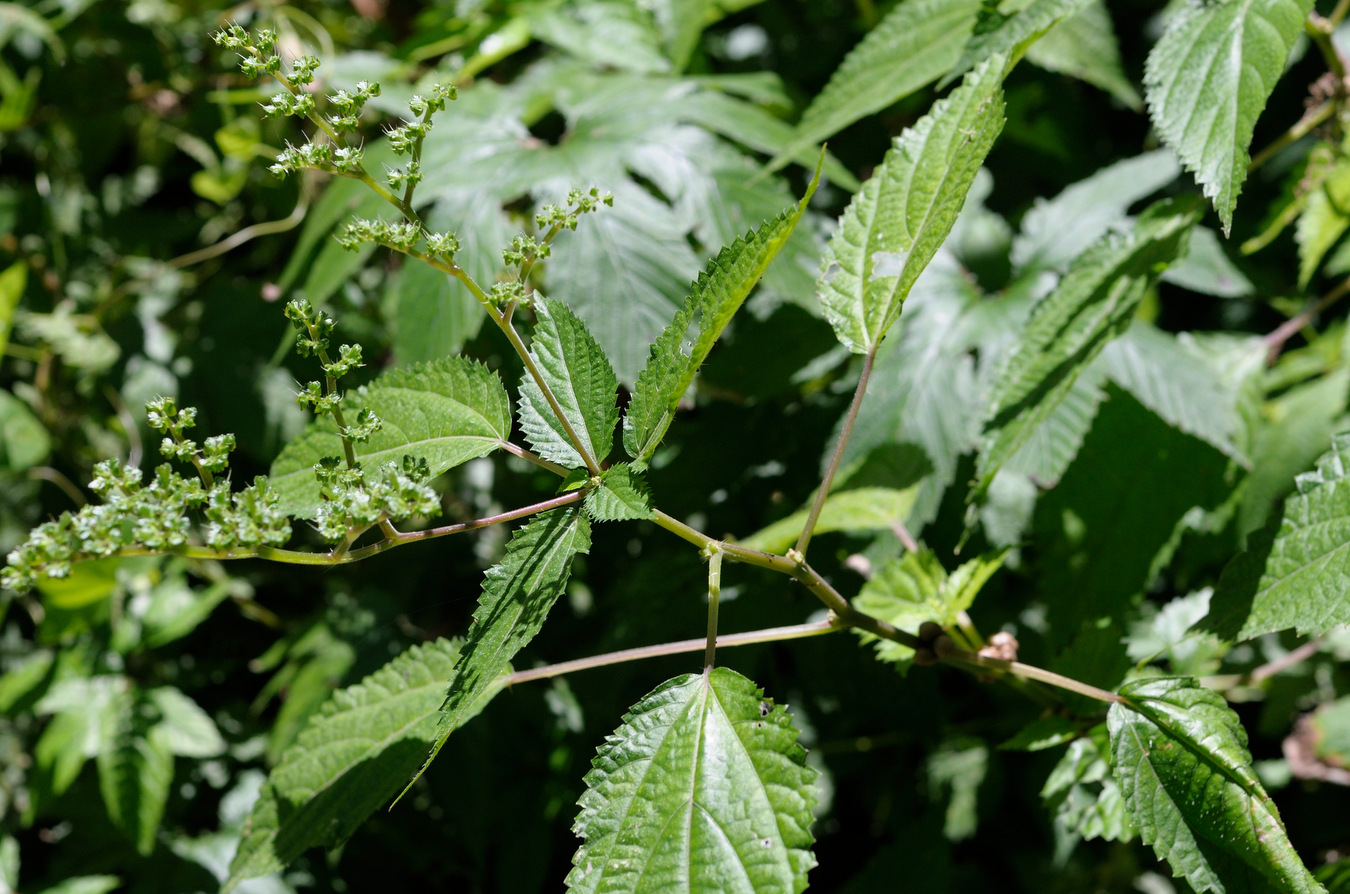 Изображение особи Laportea bulbifera.