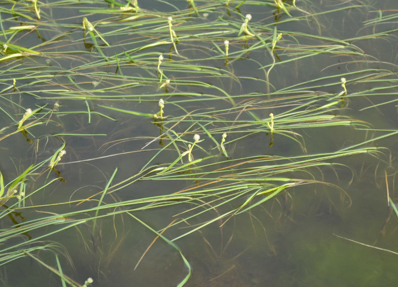 Image of Sparganium hyperboreum specimen.