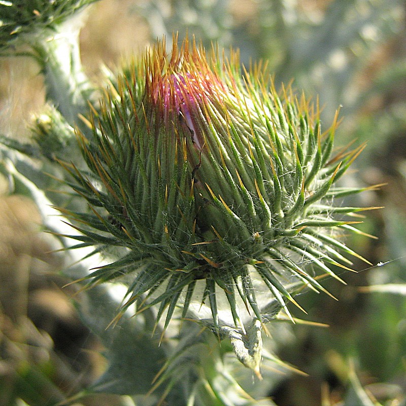 Image of Onopordum acanthium specimen.