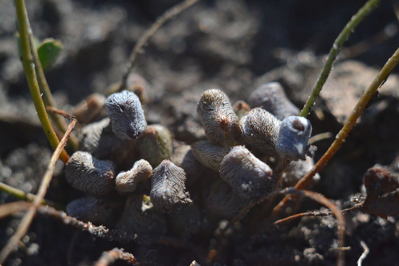 Изображение особи Marsilea aegyptiaca.