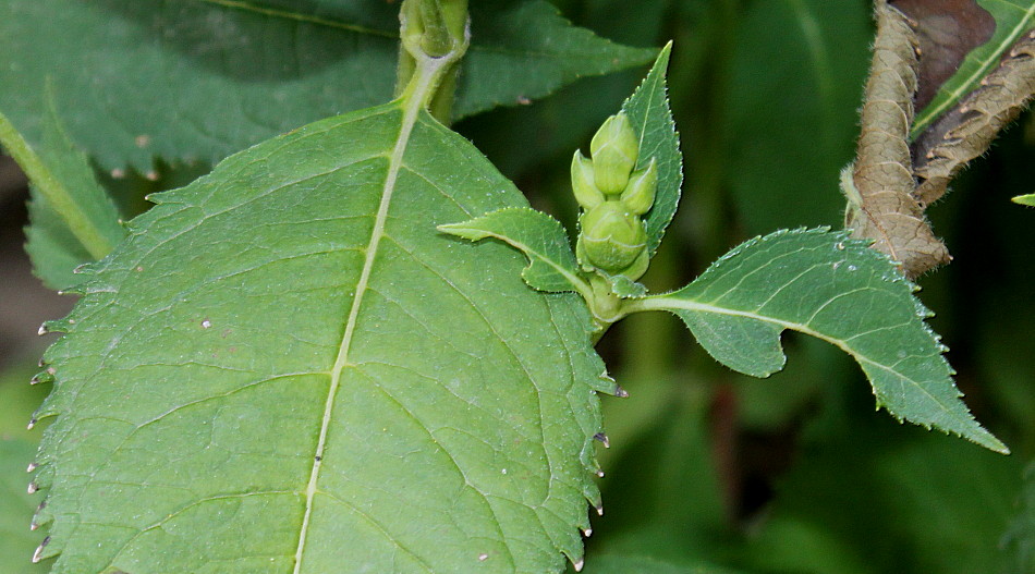 Изображение особи Chelone obliqua.