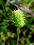 Ranunculus sewerzowii