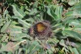 View full-size image Inula rhizocephala