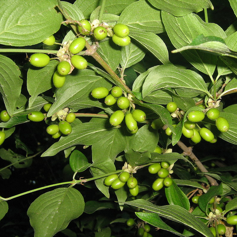 Изображение особи Cornus mas.