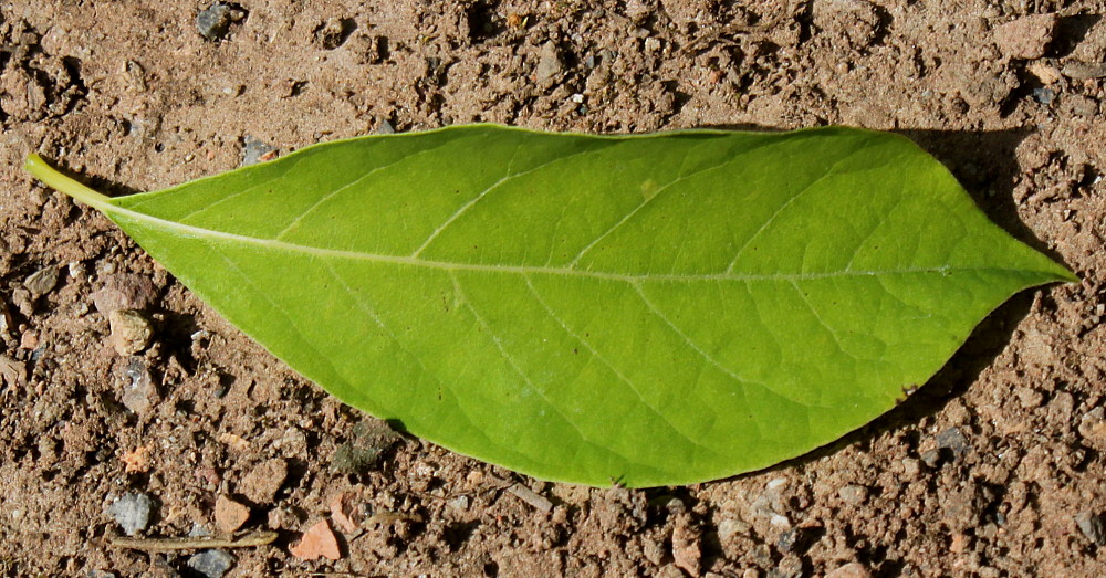 Image of Lindera benzoin specimen.