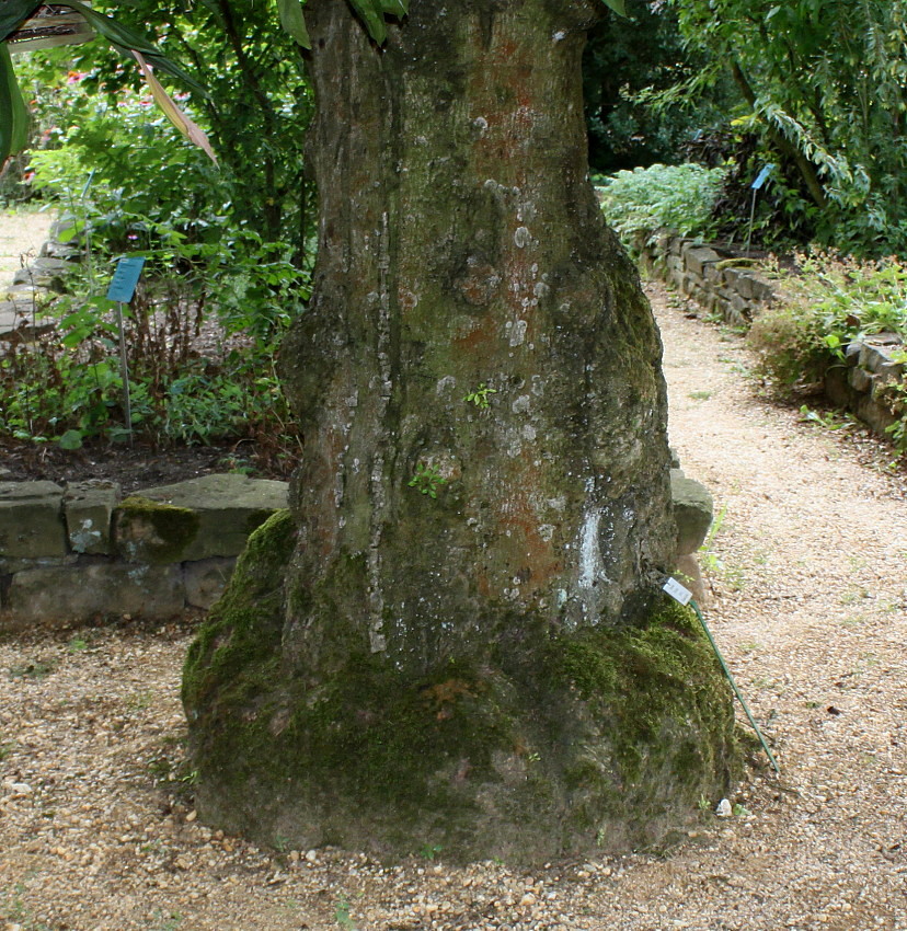 Image of Fraxinus ornus specimen.