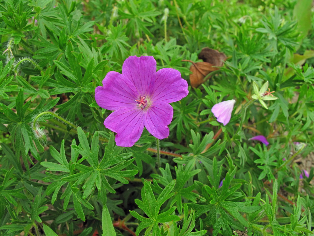 Изображение особи Geranium sanguineum.