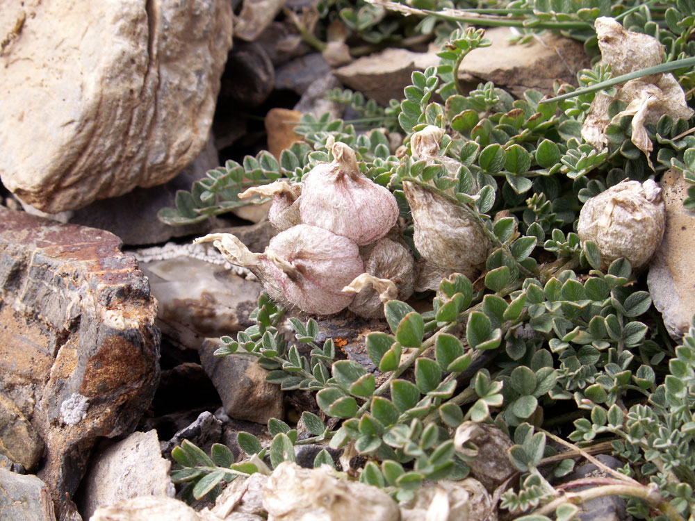 Image of Astragalus nivalis specimen.