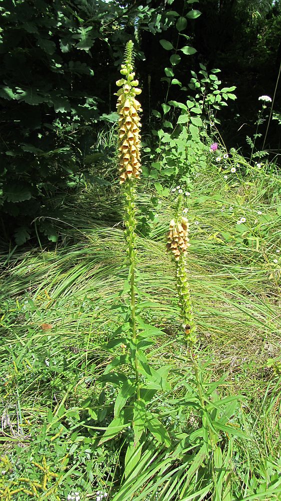 Изображение особи Digitalis schischkinii.