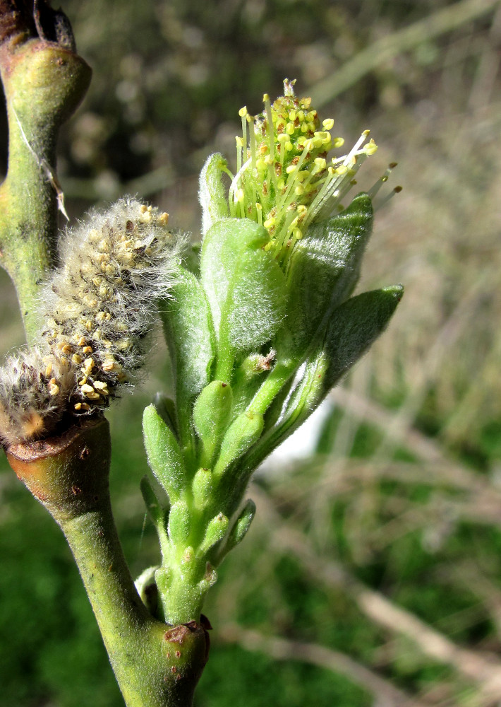 Image of Salix caprea specimen.