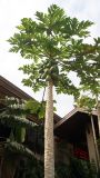 Carica papaya. Верхушка растения с плодами. Китай, остров Хайнань, парк Янода. 14.01.2014.