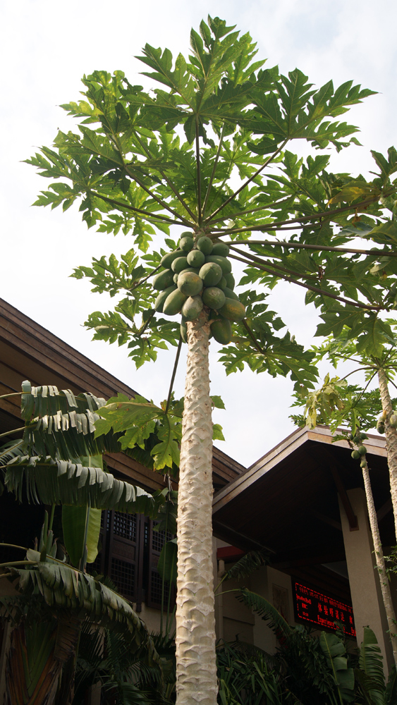 Изображение особи Carica papaya.