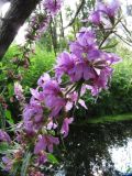 Lythrum salicaria