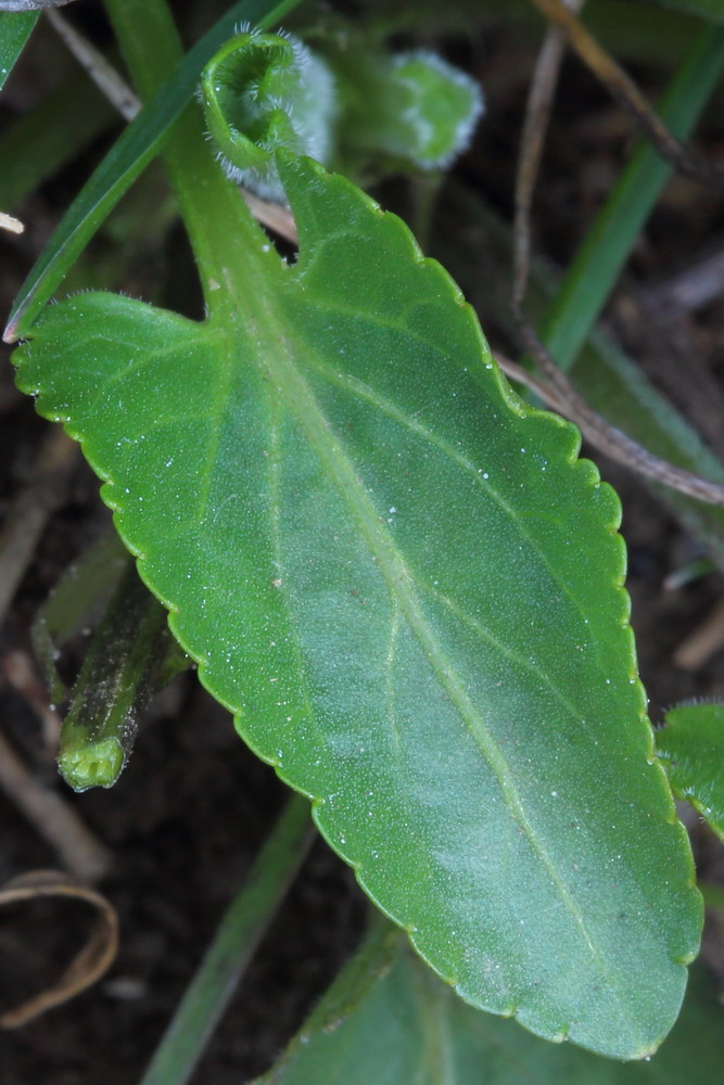 Image of Viola ambigua specimen.