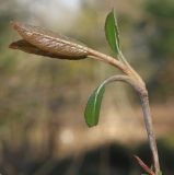 Viburnum prunifolium