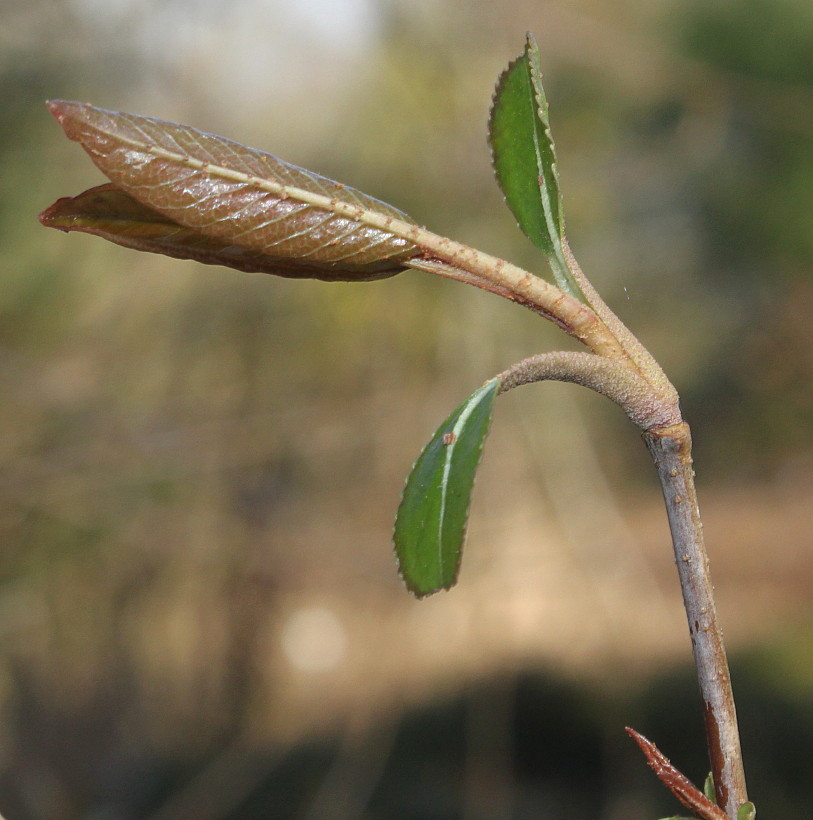 Изображение особи Viburnum prunifolium.