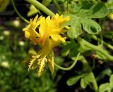 Tropaeolum peregrinum. Цветок. Владивосток, Ботанический сад-институт ДВО РАН. 05.09.2013.